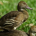 Plumed Whistling-Ducｋ カザリリュウキュウガモ Rare visiters to Centenary Lakes<br />Canon EOS 7DMK2 + EF300 F2.8L III + EF1.4xII